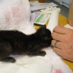 F-2B Savannah, female Mel 4-5-16