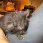 F-2B Savannah, female Mel 4-5-16