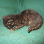 F-2B Savannah, female Mel 4-5-16