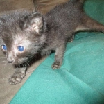 F-2B Savannah, female Mel 4-5-16