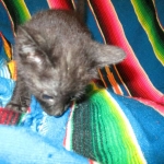 F-2B Savannah, female Mel 4-5-16