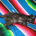 F-2B Savannah, female Mel 4-5-16