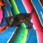 F-2B Savannah, female Mel 4-5-16