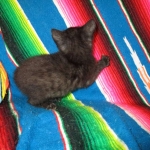 F-2B Savannah, female Mel 4-5-16