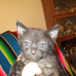 F-2B Savannah, female Mel 4-5-16