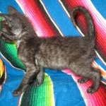 F-2B Savannah, female Mel 4-5-16