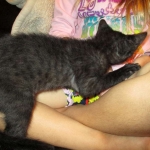 F-2B Savannah, female Mel 4-5-16