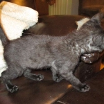 F-2B Savannah, female Mel 4-5-16