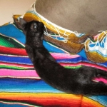 F-2B Savannah, female Mel 4-5-16