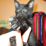 F-2B Savannah, female Mel 4-5-16