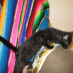 F-2B Savannah, female Mel 4-5-16