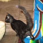 F-2B Savannah, female Mel 4-5-16