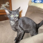 F-2B Savannah, female Mel 4-5-16