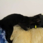 F-2B Savannah, female Mel 4-5-16