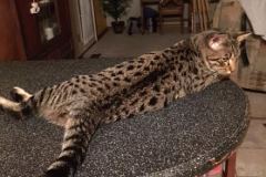 Jax Savannah F-7A Brown Black spotted Male DOB 4-28-16