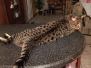 Jax Savannah F-7A Brown Black spotted Male DOB 4-28-16