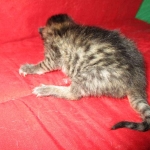 Savannah, F-7A, Male, BST, DOB 4-28-16