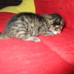 Savannah, F-7A, Male, BST, DOB 4-28-16