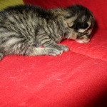 Savannah, F-7A, Male, BST, DOB 4-28-16