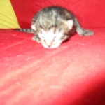 Savannah, F-7A, Male, BST, DOB 4-28-16