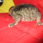 Savannah, F-7A, Male, BST, DOB 4-28-16