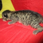 Savannah, F-7A, Male, BST, DOB 4-28-16