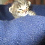 Savannah, F-7A, Male, BST, DOB 4-28-16