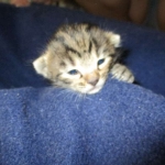 Savannah, F-7A, Male, BST, DOB 4-28-16