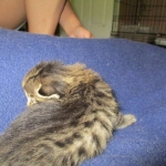 Savannah, F-7A, Male, BST, DOB 4-28-16