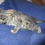 Savannah, F-7A, Male, BST, DOB 4-28-16