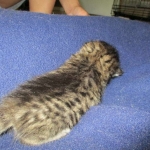 Savannah, F-7A, Male, BST, DOB 4-28-16