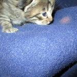 Savannah, F-7A, Male, BST, DOB 4-28-16