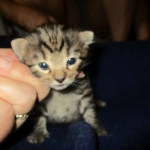 Savannah, F-7A, Male, BST, DOB 4-28-16