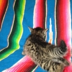 Jax, Savannah, F-7A, Male, BST, DOB 4-28-16