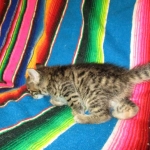 Jax, Savannah, F-7A, Male, BST, DOB 4-28-16