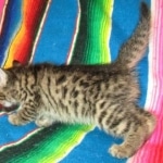 Jax, Savannah, F-7A, Male, BST, DOB 4-28-16