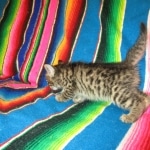 Jax, Savannah, F-7A, Male, BST, DOB 4-28-16