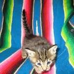 Jax, Savannah, F-7A, Male, BST, DOB 4-28-16