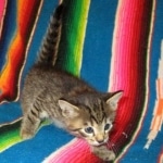 Jax, Savannah, F-7A, Male, BST, DOB 4-28-16