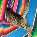 Jax, Savannah, F-7A, Male, BST, DOB 4-28-16