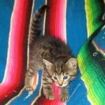 Jax, Savannah, F-7A, Male, BST, DOB 4-28-16