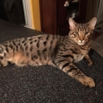 Jax, Savannah, F-7A, Male, BST, DOB 4-28-16