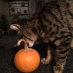 Jax, Savannah, F-7A, Male, BST, DOB 4-28-16