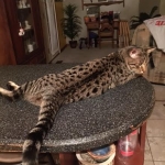 Jax, Savannah, F-7A, Male, BST, DOB 4-28-16