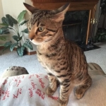 Jax, Savannah, F-7A, Male, BST, DOB 4-28-16