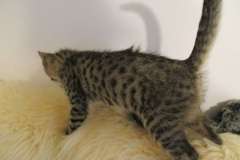 Mia Savannah F-7A Brown black spotted female DOB 4-28-16