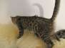 Mia Savannah F-7A Brown black spotted female DOB 4-28-16