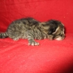 Savannah, BST, Female, F-7A DOB 4-28-16