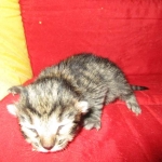 Savannah, BST, Female, F-7A DOB 4-28-16