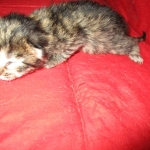 Savannah, BST, Female, F-7A DOB 4-28-16